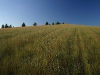 F, Lozere, Les Bondons 25, Saxifraga-Dirk Hilbers