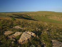 F, Lozere, Les Bondons 26, Saxifraga-Dirk Hilbers