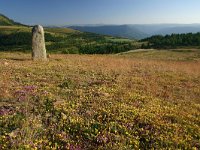 F, Lozere, Les Bondons 4, Saxifraga-Dirk Hilbers