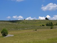 F, Lozere, Meyrueis 1, Saxifraga-Elisabeth Raboin