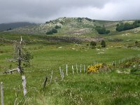 F, Lozere, Pont-de-Montvert, Mont Lozere 3, Saxifraga-Dirk Hilbers