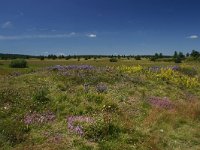 F, Lozere, Pont-de-Montvert-Sud-Mont-Lozère, Pic de Finiels 9, Saxifraga-Dirk Hilbers