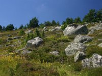 F, Lozere, Pont-de-Montvert-Sud-Mont-Lozère, Picde Finiels 18, Saxifraga-Dirk Hilbers