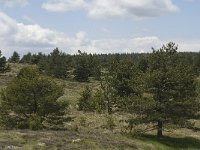 F, Lozere, Saint-Etienne-du-Valdonnez 1, Saxifraga-Marijke Verhagen