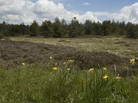 F, Lozere, Saint-Etienne-du-Valdonnez 17, Saxifraga-Marijke Verhagen