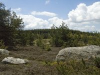 F, Lozere, Saint-Etienne-du-Valdonnez 5, Saxifraga-Marijke Verhagen