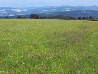 D, Niedersachsen, Heinsen 4, Saxifraga-Dirk Hilbers