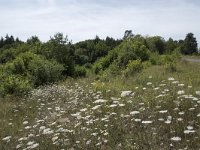 D, Rheinland-Pfalz, Pelm 12, Saxifraga-Willem van Kruijsbergen