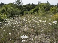 D, Rheinland-Pfalz, Pelm 13, Saxifraga-Willem van Kruijsbergen