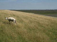 D, Schleswig-Holstein, Nordstrand, Dreisprung 5, Saxifraga-Jan van der Straaten