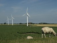 D, Schleswig-Holstein, Nordstrand, Dreisprung 6, Saxifraga-Jan van der Straaten