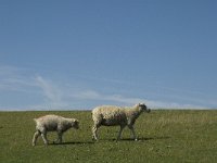 D, Schleswig-Holstein, Nordstrand, Dreisprung 9, Saxifraga-Jan van der Straaten