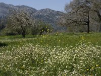 GR, Crete, Lasithi, Kiminaki 13, Saxifraga-Willem van Kruijsbergen