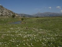 GR, Crete, Lasithi, Lasithi Plain 14, Saxifraga-Willem van Kruijsbergen