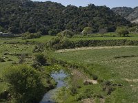 GR, Crete, Lasithi, Lasithi Plain 9, Saxifraga-Willem van Kruijsbergen