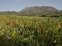 GR, Crete, Rethimnon, Spili, Gious-Kambos 10, Saxifraga-Willem van Kruijsbergen