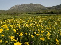 GR, Crete, Rethimnon, Spili, Gious-Kambos 13, Saxifraga-Willem van Kruijsbergen