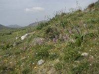 GR, Crete, Rethimnon, Spili, Gious-Kambos 20, Saxifraga-Willem van Kruijsbergen