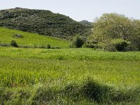 GR, Crete, Rethimnon, Spili, Gious-Kambos 3, Saxifraga-Willem van Kruijsbergen