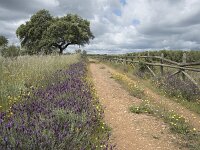E, Badajoz, Navalvillar de Pela, Moheda Alta 15, Saxifraga-Willem van Kruijsbergen