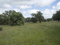 E, Badajoz, Navalvillar de Pela, Moheda Alta 2, Saxifraga-Willem van Kruijsbergen