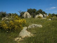 E, Girona, Castello dEmpuries, Estany de Vilaut 3, Saxifraga-Jan van der Straaten