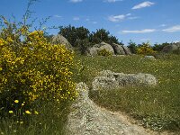 E, Girona, Castello dEmpuries, Estany de Vilaut 4, Saxifraga-Jan van der Straaten