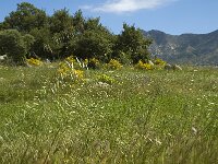 E, Girona, Castello dEmpuries, Estany de Vilaut 8, Saxifraga-Jan van der Straaten