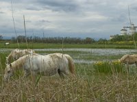 E, Girona, Cadaques, Mas del Mata 2, Saxifraga-Marijke Verhagen