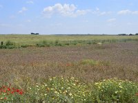 E, Huelva, Almonte, Coto Donana 1, Saxifraga-Theo Verstrael