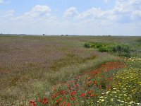 E, Huelva, Almonte, Coto Donana 2, Saxifraga-Theo Verstrael