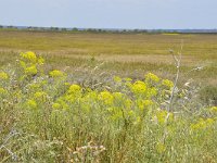 E, Huelva, Almonte, Coto Donana 3, Saxifraga-Theo Verstrael