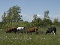 S, Oland, Morbylanga, Stora Alvaret 16, Saxifraga-Jan van der Straaten