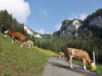 CH, Bern, Frutigen, Elsigbach 1, Saxifraga-Tom Heijnen