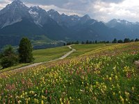 CH, Graubuenden, Scuol, Motta Naluns 1, Saxifraga-Hans Dekker