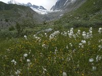 CH, Wallis, Blatten, Loetschental 34, Saxifraga-Willem van Kruijsbergen