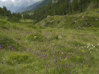 CH, Wallis, Blatten, Loetschental 7, Saxifraga-Willem van Kruijsbergen