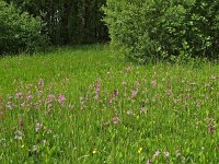 NL, Drenthe, Aa en Hunze, Anloo, Burgvollen 1, Saxifraga-Hans Dekker