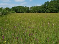 NL, Drenthe, Aa en Hunze, Anloo, Burgvollen 3, Saxifraga-Hans Dekker