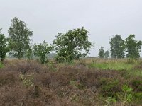 NL, Drenthe, Aa en Hunze, Balloerveld 2, Saxifraga-Tom Heijnen