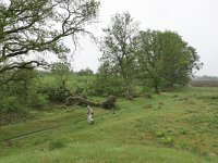 NL, Drenthe, Aa en Hunze, Balloerveld 4, Saxifraga-Tom Heijnen