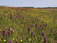 NL, Drenthe, Aa en Hunze, Breevenen 1, Saxifraga-Hans Dekker