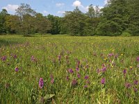 NL, Drenthe, Aa en Hunze, Burgvollen 3, Saxifraga-Hans Dekker