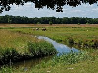 NL, Drenthe, Aa en Hunze, Drentsche Aa 1, Saxifraga-Hans Dekker