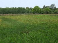 NL, Drenthe, Aa en Hunze, Drentsche Aa 60, Saxifraga-Hans Boll