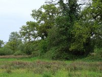 NL, Drenthe, Aa en Hunze, Drentsche Aa 63, Saxifraga-Hans Boll