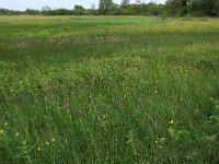 NL, Drenthe, Aa en Hunze, Drentsche Aa 64, Saxifraga-Hans Boll