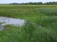 NL, Drenthe, Aa en Hunze, Drentsche Aa 71, Saxifraga-Hans Boll