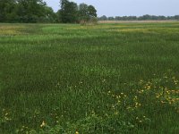 NL, Drenthe, Aa en Hunze, Drentsche Aa 77, Saxifraga-Hans Boll