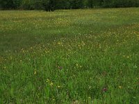 NL, Drenthe, Aa en Hunze, Drentsche Aa 78, Saxifraga-Hans Boll